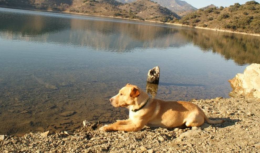 Cómo la muerte de mi perro me hundió en el más oscuro de los pozos $!Cómo la muerte de mi perro me hundió en el más oscuro de los pozos