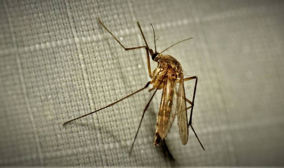 Carta al amigo mosquito, que succiona tu tiempo con chapas infinitas $!Carta al amigo mosquito, que succiona tu tiempo con chapas infinitas