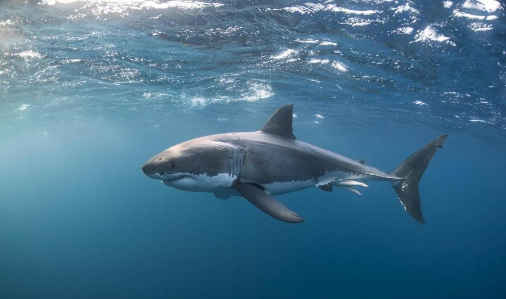 ¿Por qué se están acercando los tiburones a nuestras costas?