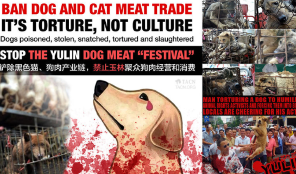Taiwan por fin prohíbe el consumo de carne de perro $!Taiwan por fin prohíbe el consumo de carne de perro
