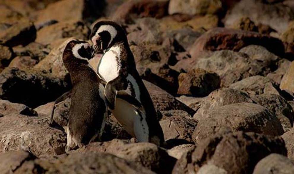teoría pareja código nuevo $!teoría pareja código nuevo