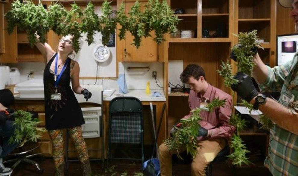 Jóvenes españoles que se lo montan para recoger marihuana en California $!Jóvenes españoles que se lo montan para recoger marihuana en California