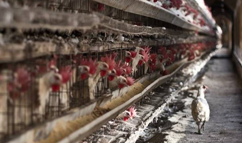 Los antibióticos están dejando de funcionar y la carne que comes podría ser la responsable $!Los antibióticos están dejando de funcionar y la carne que comes podría ser la responsable