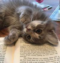 Los beneficios de escoger un gato como mascota