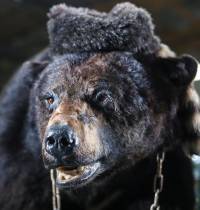 Un oso drogado que devora a gente: así es el trailer de la película más bizarra del año