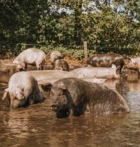 Adult pigs enjoying a mud bath under the shade of trees on a biodynamic organic pig farm.