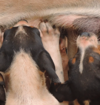 La Unión Europea se lanza contra la cría abusiva de perros y gatos