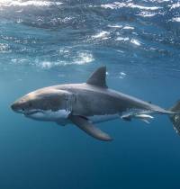 ¿Por qué se están acercando los tiburones a nuestras costas?