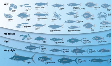¿Es peligroso para la salud comer tanto pescado contaminado de mercurio? $!¿Es peligroso para la salud comer tanto pescado contaminado de mercurio?