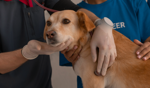 Este año puedes deducirte hasta 100 euros en la Renta por tus gastos veterinarios