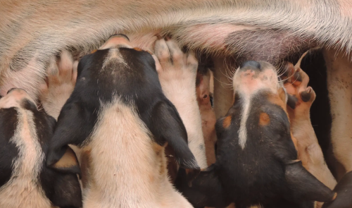 La Unión Europea se lanza contra la cría abusiva de perros y gatos