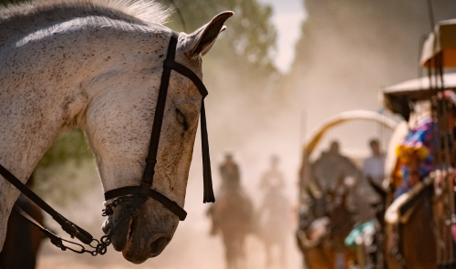Siguen muriendo caballos por agotamiento en El Rocío