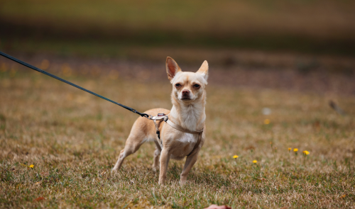 Italia propone un impuesto a los perros de los turistas
