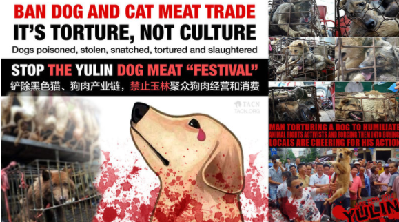 Taiwan por fin prohíbe el consumo de carne de perro $!Taiwan por fin prohíbe el consumo de carne de perro