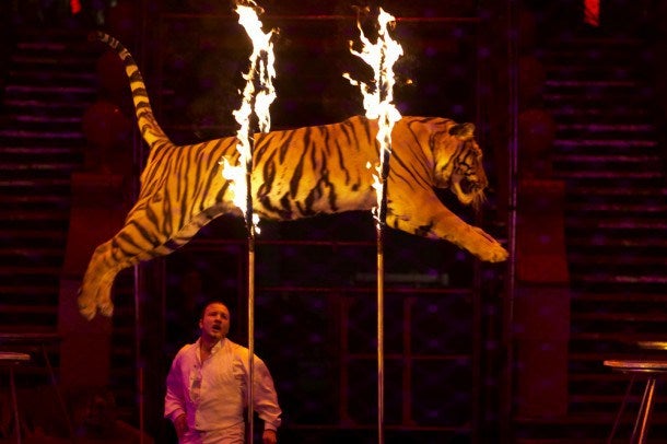 París prohíbe los circos con animales salvajes y condena la explotación animal $!París prohíbe los circos con animales salvajes y condena la explotación animal