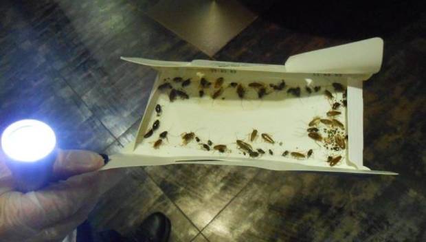 Una camarera te cuenta el infierno de trabajar en un restaurante infestado de cucarachas $!Una camarera te cuenta el infierno de trabajar en un restaurante infestado de cucarachas