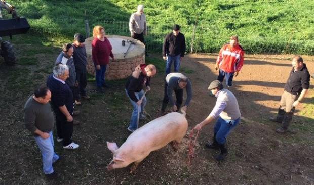 Presencié la crudeza de la matanza del cerdo pero sigo sin querer hacerme vegetariana $!Presencié la crudeza de la matanza del cerdo pero sigo sin querer hacerme vegetariana