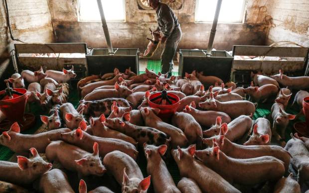 Los antibióticos están dejando de funcionar y la carne que comes podría ser la responsable $!Los antibióticos están dejando de funcionar y la carne que comes podría ser la responsable