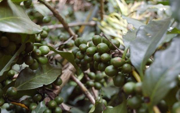 Las plantas de café están en peligro de extinción y tú también tienes la culpa $!Las plantas de café están en peligro de extinción y tú también tienes la culpa