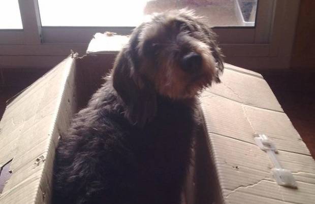 Me ha costado cinco años superar la muerte de mi perro $!Me ha costado cinco años superar la muerte de mi perro