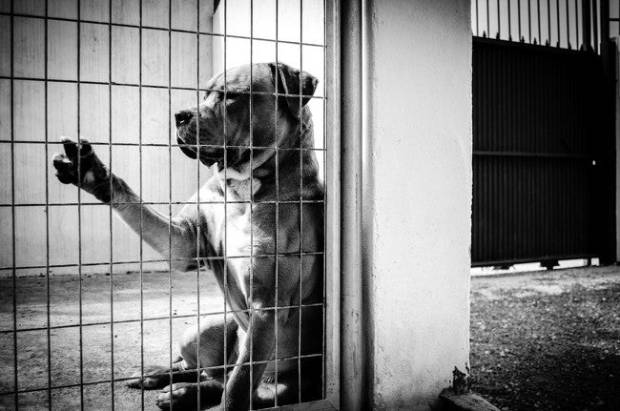 Visité una perrera tan chunga que me hice vegano y ya no uso ni lana $!Visité una perrera tan chunga que me hice vegano y ya no uso ni lana