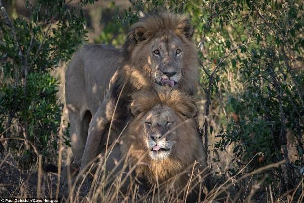 Dos leones macho apareándose rompen el tabú de la homosexualidad en animales $!Dos leones macho apareándose rompen el tabú de la homosexualidad en animales