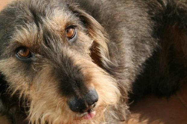 Me ha costado cinco años superar la muerte de mi perro $!Me ha costado cinco años superar la muerte de mi perro