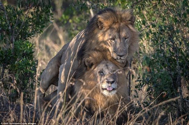 Dos leones macho apareándose rompen el tabú de la homosexualidad en animales $!Dos leones macho apareándose rompen el tabú de la homosexualidad en animales