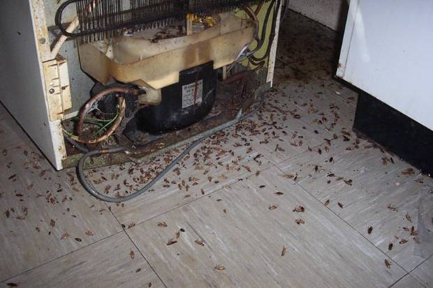 Una camarera te cuenta el infierno de trabajar en un restaurante infestado de cucarachas $!Una camarera te cuenta el infierno de trabajar en un restaurante infestado de cucarachas