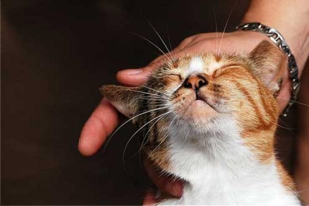 $!Una clínica veterinaria en Dublín busca un acariciador de gatitos