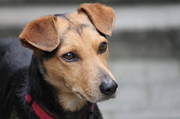 La ley española dejará de considerar que los animales son 'cosas' $!La ley española dejará de considerar que los animales son 'cosas'