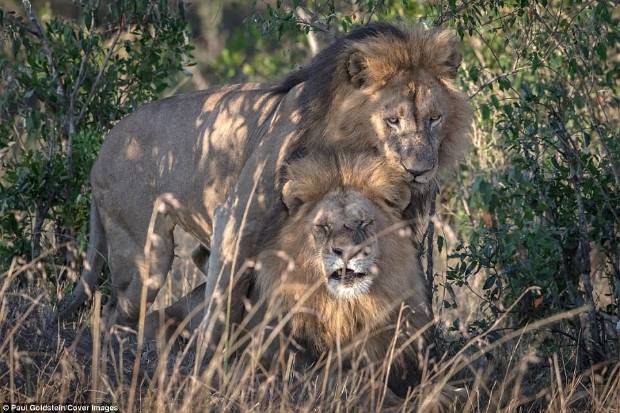 Dos leones macho apareándose rompen el tabú de la homosexualidad en animales $!Dos leones macho apareándose rompen el tabú de la homosexualidad en animales