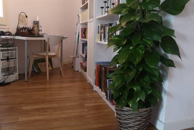 Cuidar plantas en casa me ha salvado del estrés y de la contaminación $!Cuidar plantas en casa me ha salvado del estrés y de la contaminación