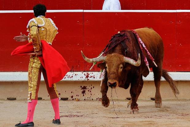 La ley española dejará de considerar que los animales son 'cosas' $!La ley española dejará de considerar que los animales son 'cosas'