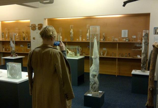 Por fin un museo que representará a todas las vaginas del mundo $!Por fin un museo que representará a todas las vaginas del mundo