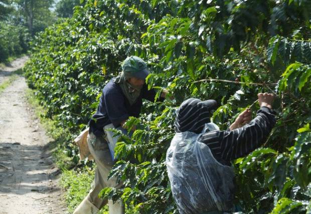 Las plantas de café están en peligro de extinción y tú también tienes la culpa $!Las plantas de café están en peligro de extinción y tú también tienes la culpa