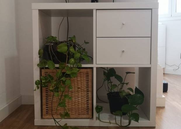 Cuidar plantas en casa me ha salvado del estrés y de la contaminación $!Cuidar plantas en casa me ha salvado del estrés y de la contaminación