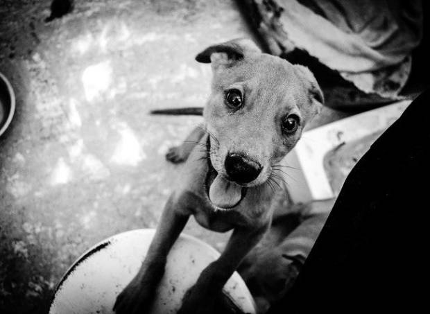 Visité una perrera tan chunga que me hice vegano y ya no uso ni lana $!Visité una perrera tan chunga que me hice vegano y ya no uso ni lana