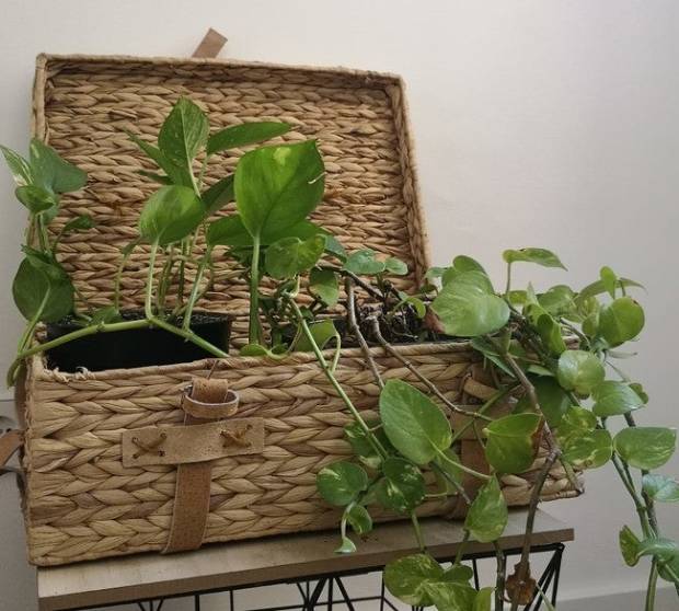 Cuidar plantas en casa me ha salvado del estrés y de la contaminación $!Cuidar plantas en casa me ha salvado del estrés y de la contaminación