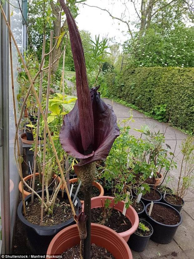 La 'lengua del Diablo', la misteriosa (y asquerosa) planta que podría ser el remedio a la obesidad $!La 'lengua del Diablo', la misteriosa (y asquerosa) planta que podría ser el remedio a la obesidad