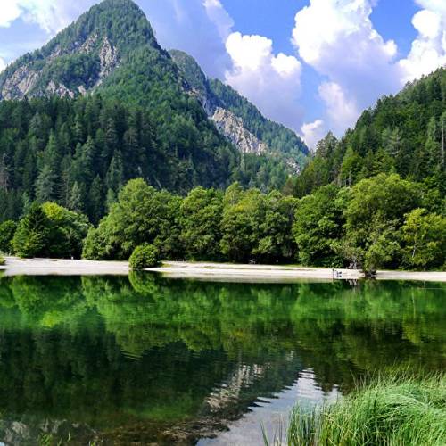 Estos son los países europeos con más kilómetros de bosque