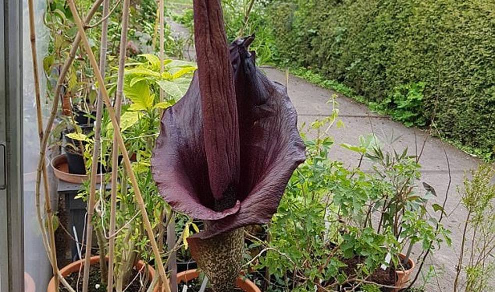 La 'lengua del Diablo', la misteriosa (y asquerosa) planta que podría ser el remedio a la obesidad $!La 'lengua del Diablo', la misteriosa (y asquerosa) planta que podría ser el remedio a la obesidad