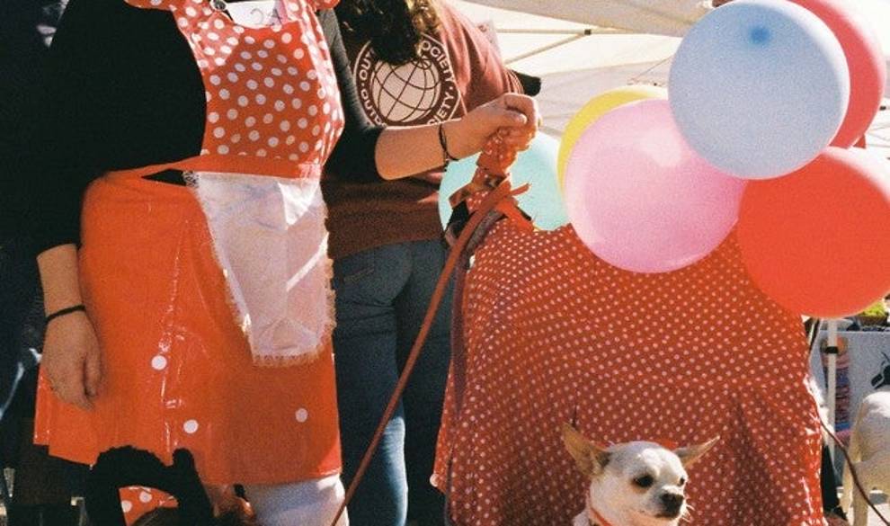 Estas señoras visten a sus perros con disfraces para niños $!Estas señoras visten a sus perros con disfraces para niños