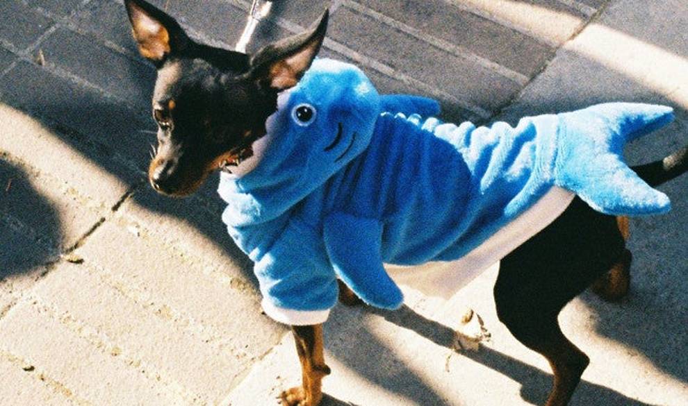 Estas señoras visten a sus perros con disfraces para niños $!Estas señoras visten a sus perros con disfraces para niños