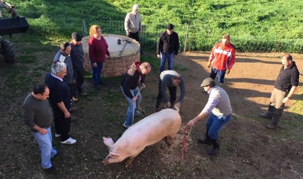 Presencié la crudeza de la matanza del cerdo pero sigo sin querer hacerme vegetariana $!Presencié la crudeza de la matanza del cerdo pero sigo sin querer hacerme vegetariana