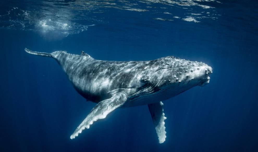 Los Maoríes quieren que se reconozca a las ballenas como sujeto de derecho