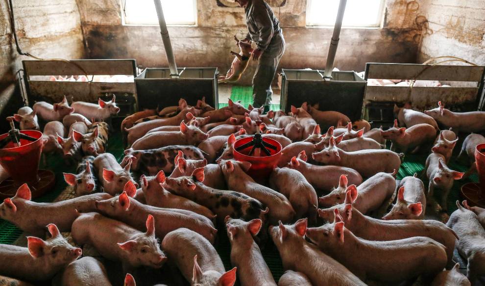 Los antibióticos están dejando de funcionar y la carne que comes podría ser la responsable $!Los antibióticos están dejando de funcionar y la carne que comes podría ser la responsable
