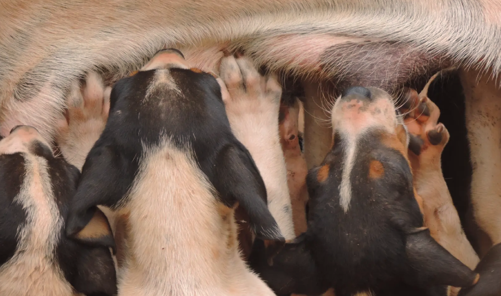 La Unión Europea se lanza contra la cría abusiva de perros y gatos