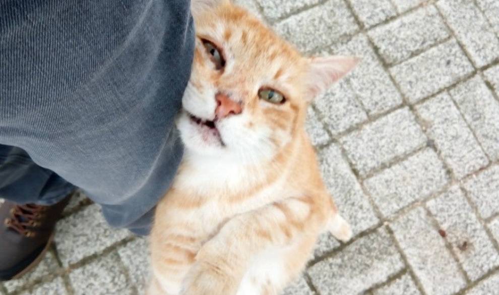 Una clínica veterinaria en Dublín busca un acariciador de gatitos