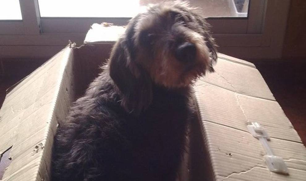 Me ha costado cinco años superar la muerte de mi perro $!Me ha costado cinco años superar la muerte de mi perro
